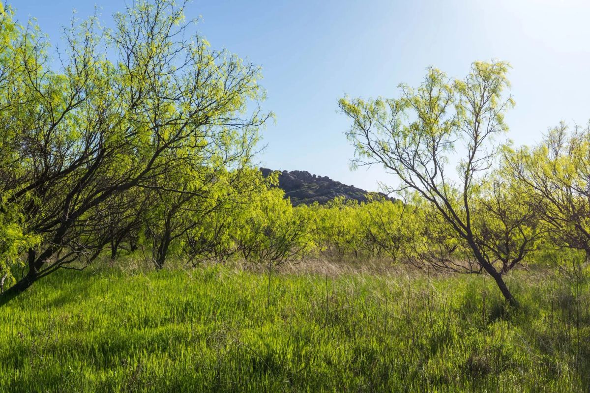 Hackberry Fields Tract 26 - Image 2