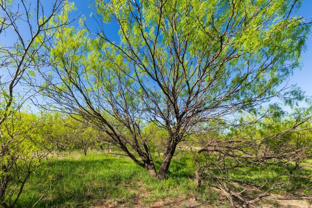 Decorative background for Hackberry Fields Tract 26 image 6