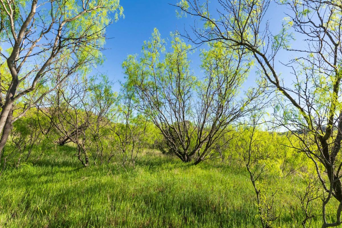 Decorative background for Hackberry Fields Tract 26 image 8