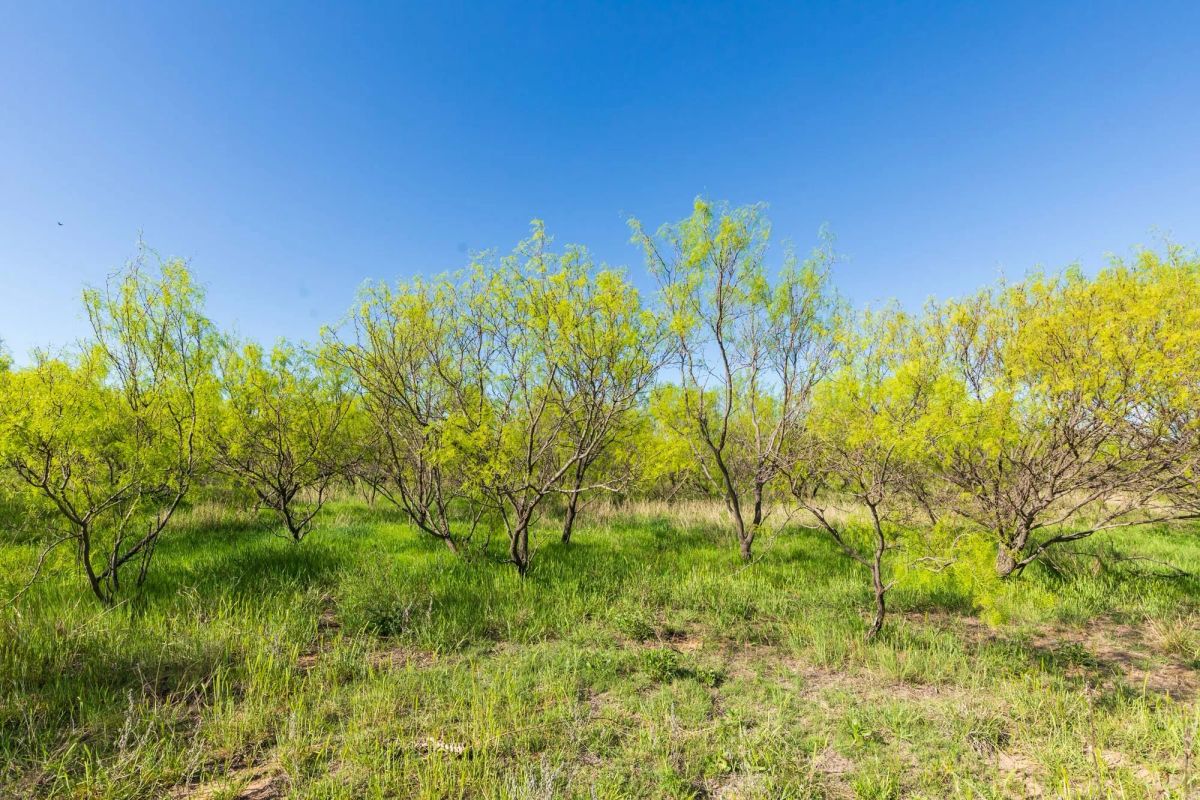 Decorative background for Hackberry Fields Tract 26 image 9