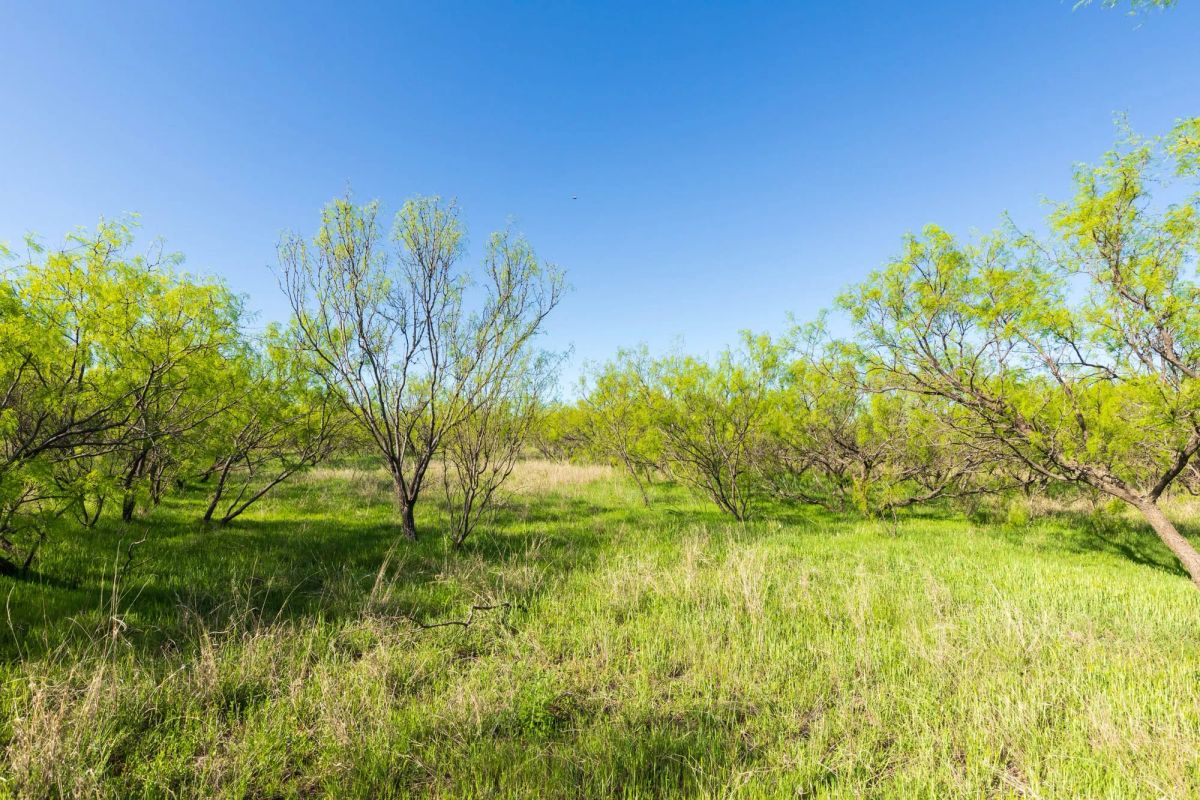 Decorative background for Hackberry Fields Tract 26 image 11