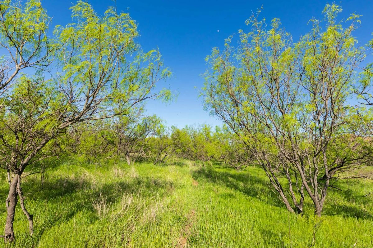 Decorative background for Hackberry Fields Tract 26 image 12