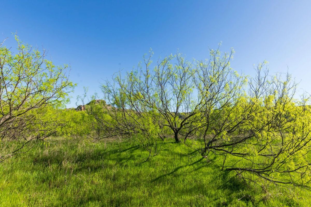 Decorative background for Hackberry Fields Tract 26 image 13