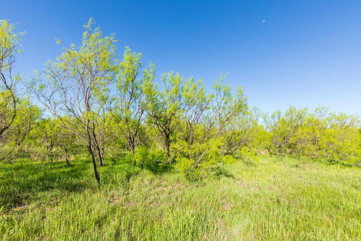 Decorative background for Hackberry Fields Tract 26 image 15