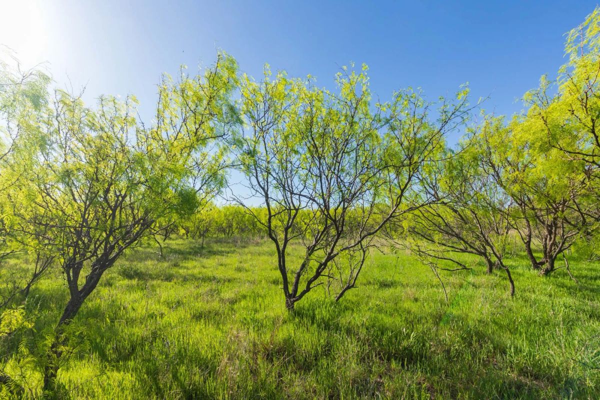 Decorative background for Hackberry Fields Tract 26 image 17