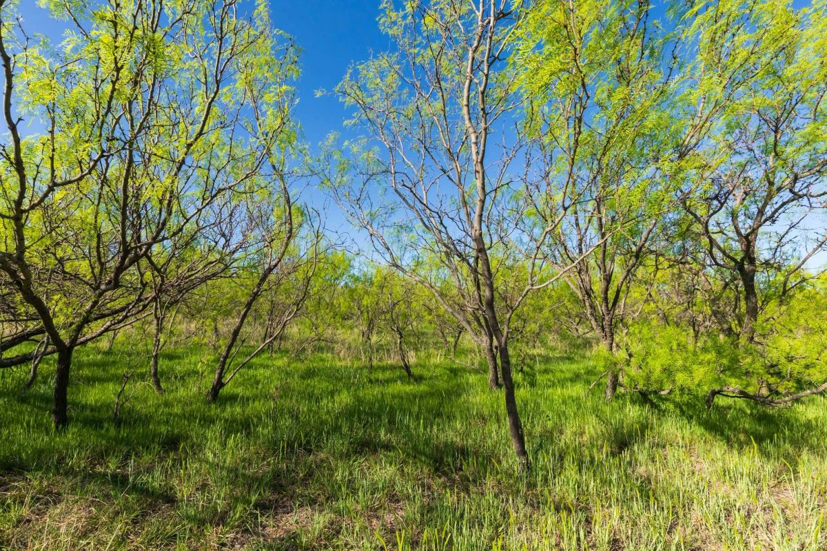 Decorative background for Hackberry Fields Tract 26 image 18