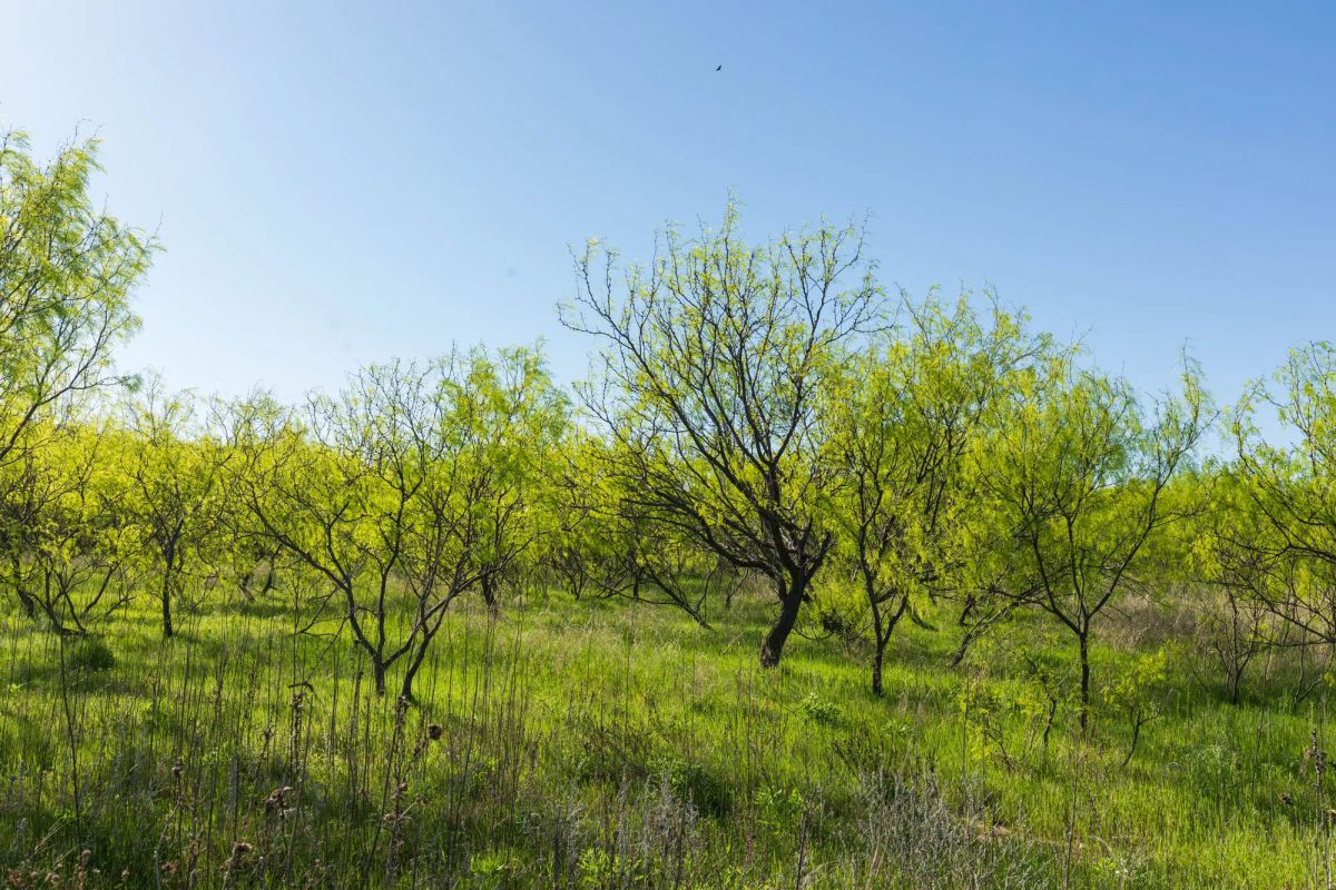 Decorative background for Hackberry Fields Tract 26 image 19