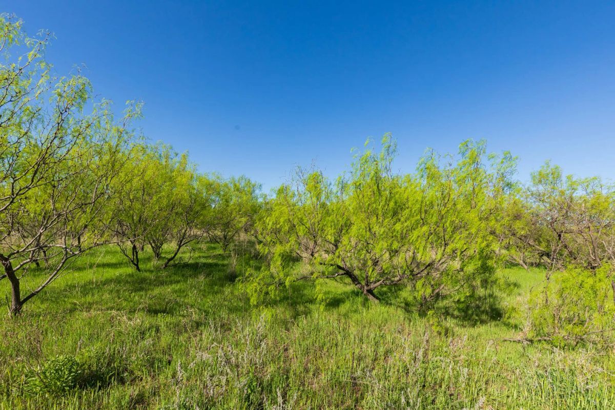 Decorative background for Hackberry Fields Tract 26 image 20