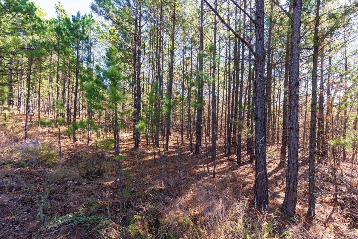 Stone Bridge Reserve Tract 4 - Image 2
