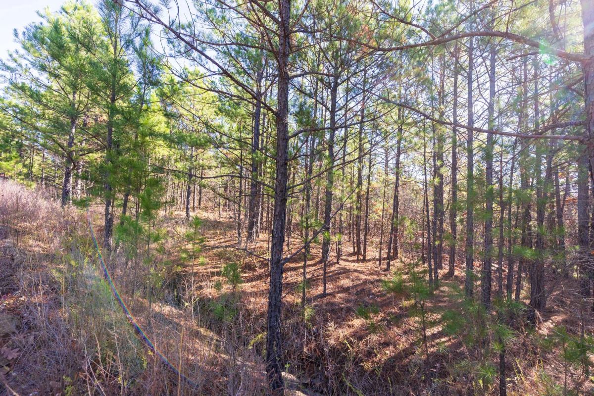 Decorative background for Stone Bridge Reserve Tract 4 image 5