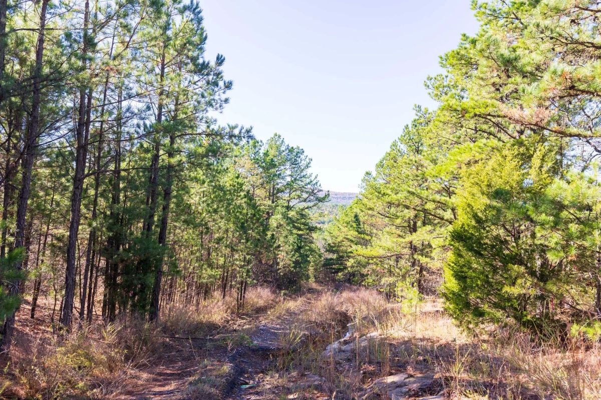 Decorative background for Stone Bridge Reserve Tract 4 image 6