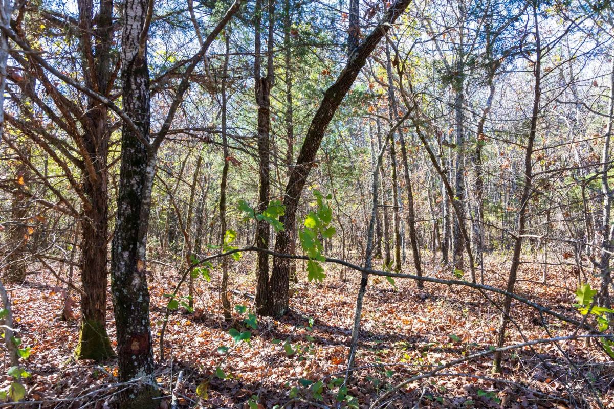 Decorative background for Stone Bridge Reserve Tract 8 image 7