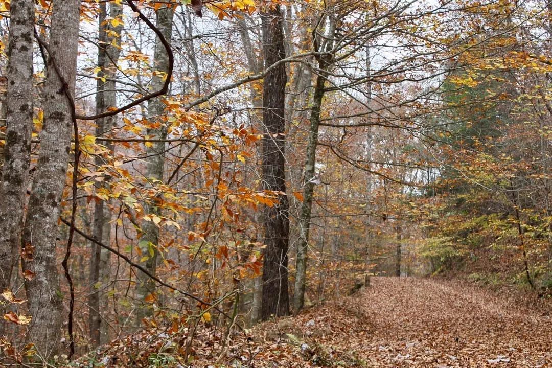 Autumn Ridge Tract 4 in Leslie County, KY