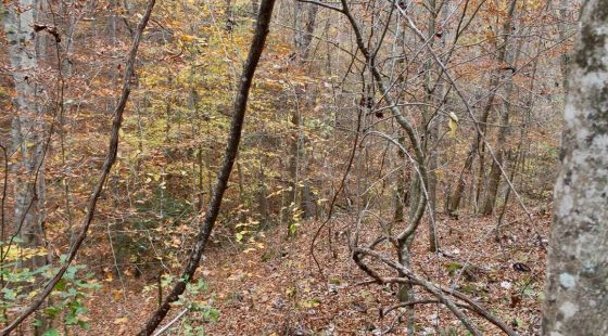 Autumn Ridge Tract 4 in Leslie County, KY