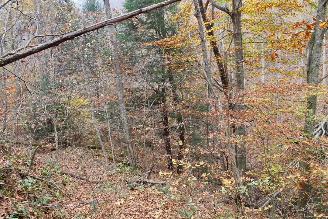 Autumn Ridge Tract 4 in Leslie County, KY