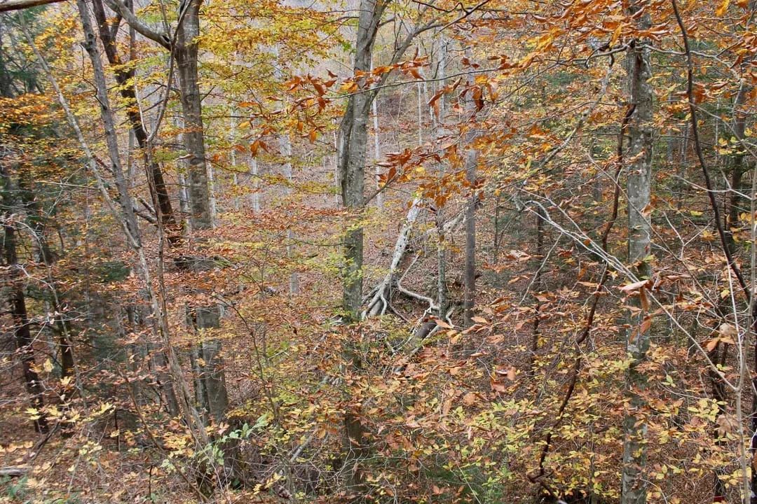 Autumn Ridge Tract 4 - Image 4