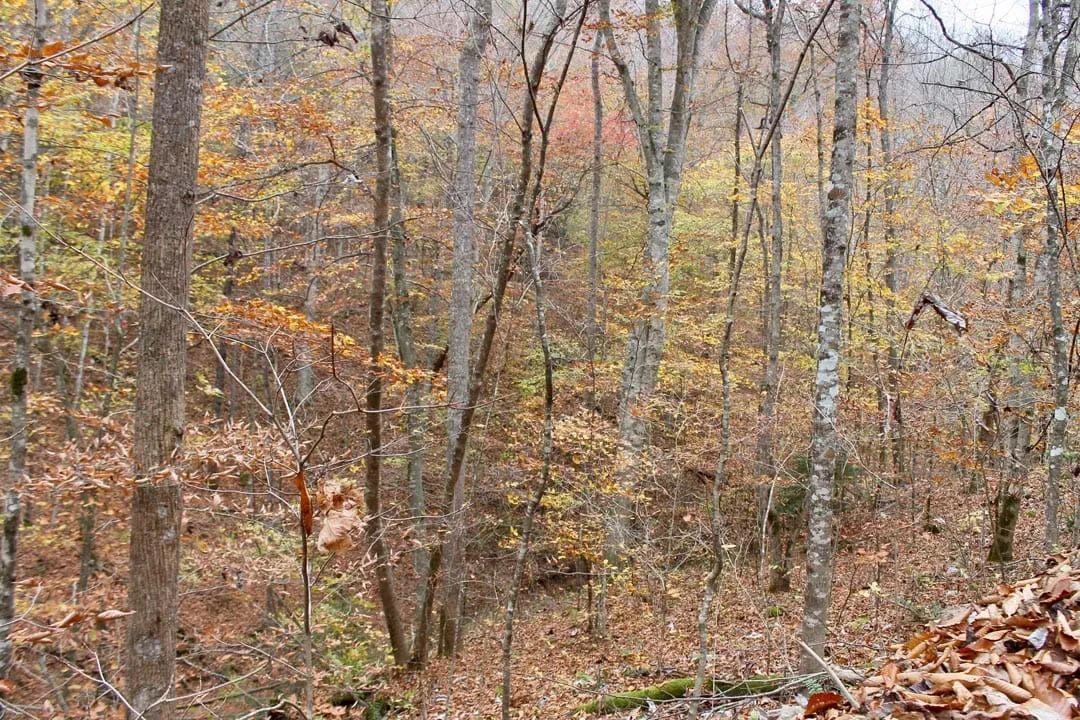 Decorative background for Autumn Ridge Tract 4 image 5