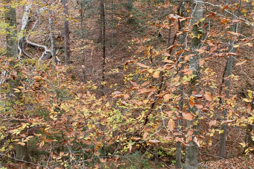 Decorative background for Autumn Ridge Tract 4 image 6