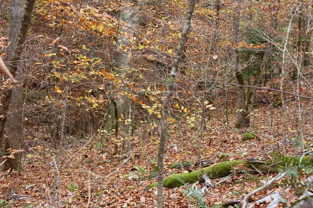 Decorative background for Autumn Ridge Tract 4 image 7