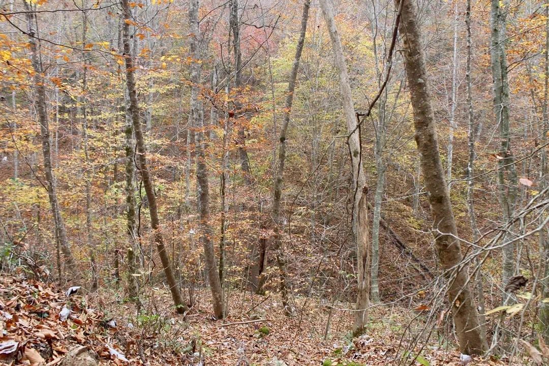 Decorative background for Autumn Ridge Tract 4 image 8