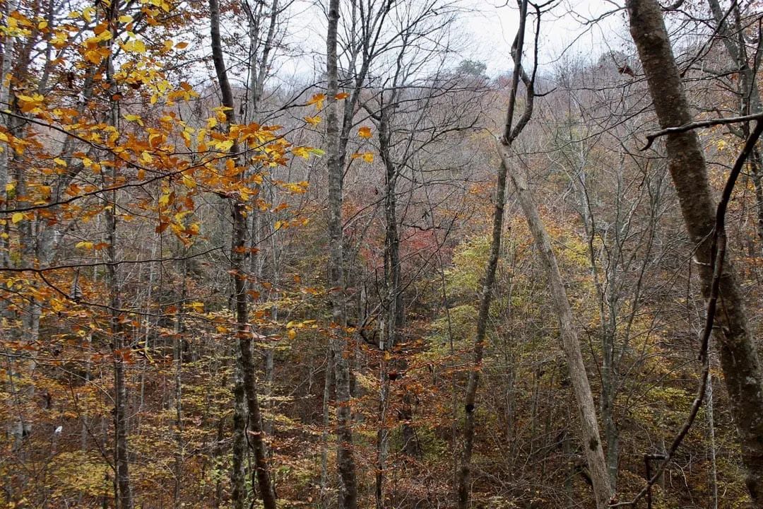 Decorative background for Autumn Ridge Tract 4 image 10