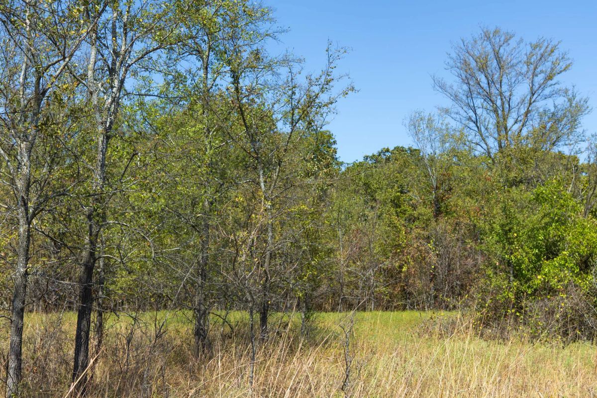 Decorative background for Gracyn Meadows Tract 1 image 5