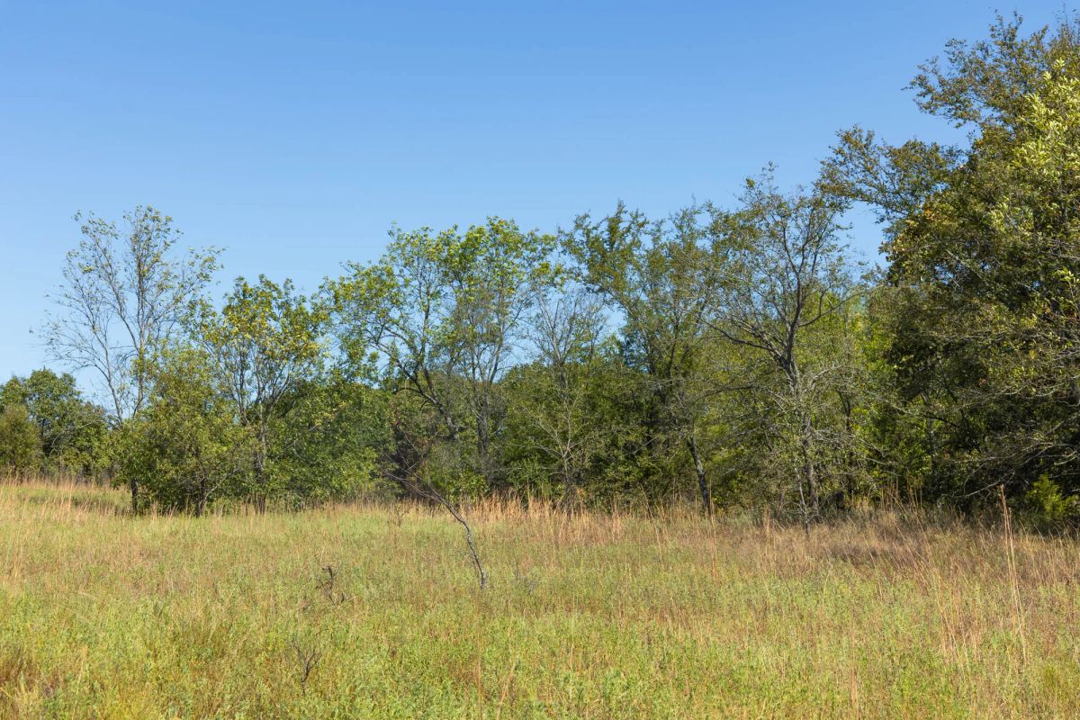 Decorative background for Gracyn Meadows Tract 1 image 12