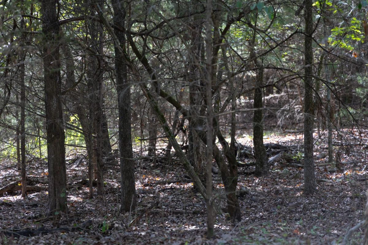 Reserves At Cattail Cove Phase II Tract 44 - Image 4