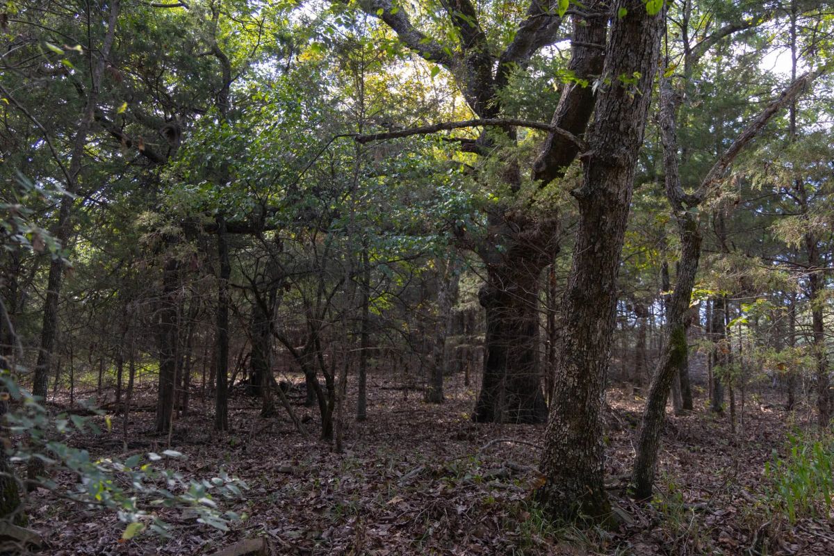 Decorative background for Reserves At Cattail Cove Phase II Tract 44 image 7