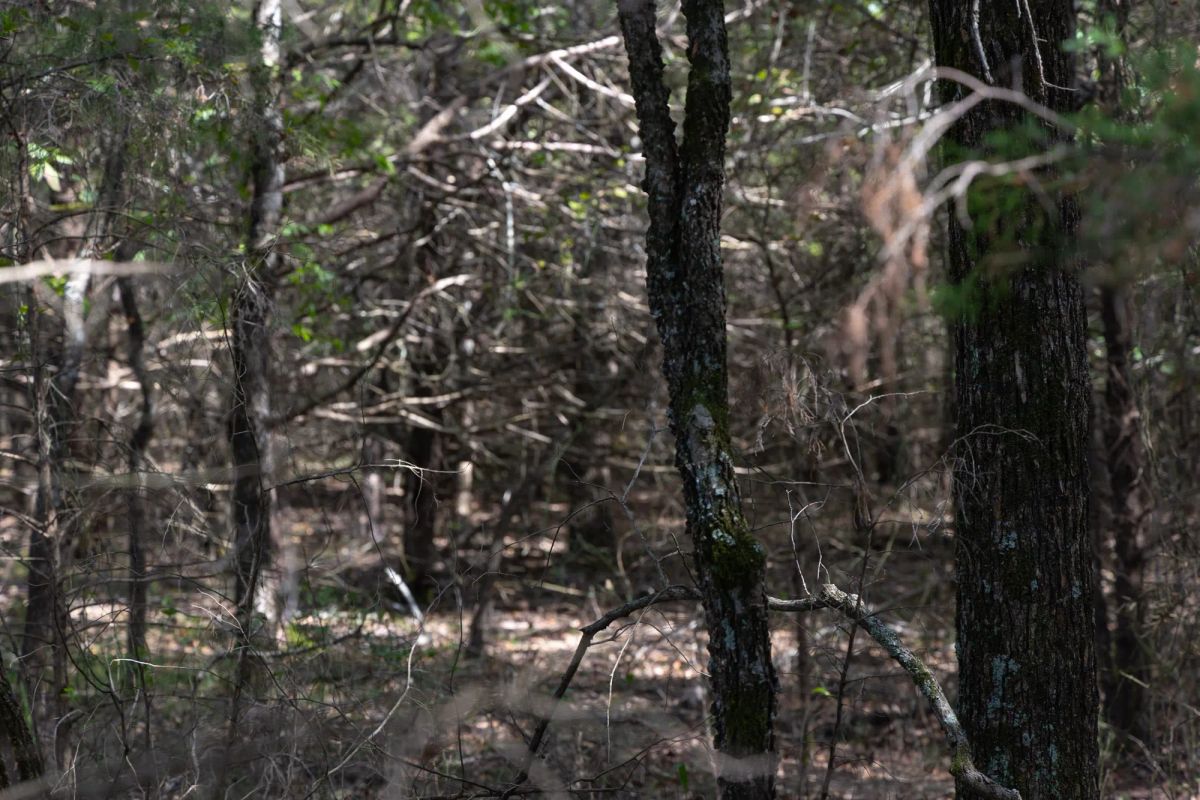 Decorative background for Reserves At Cattail Cove Phase II Tract 44 image 10