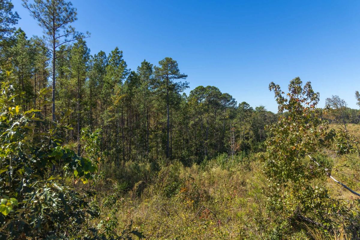 Decorative background for Meyer’s Ridge Tract 5 image 6