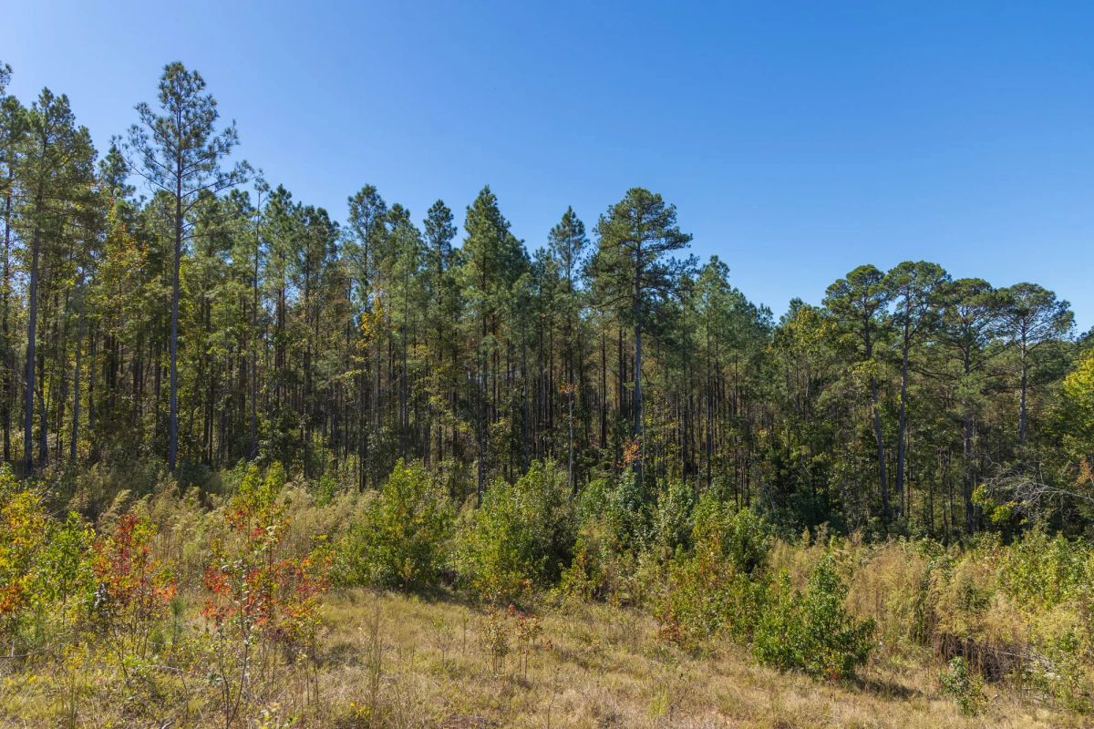 Decorative background for Meyer’s Ridge Tract 5 image 10