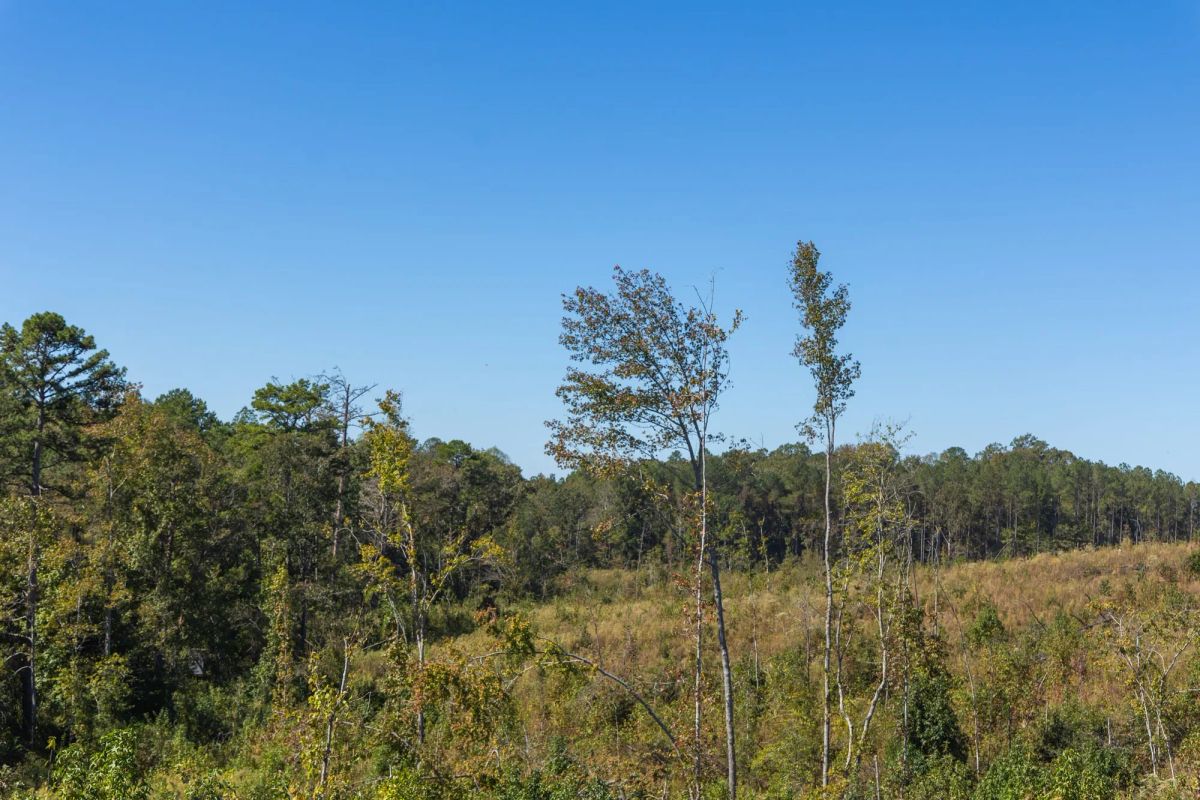 Decorative background for Meyer’s Ridge Tract 5 image 14