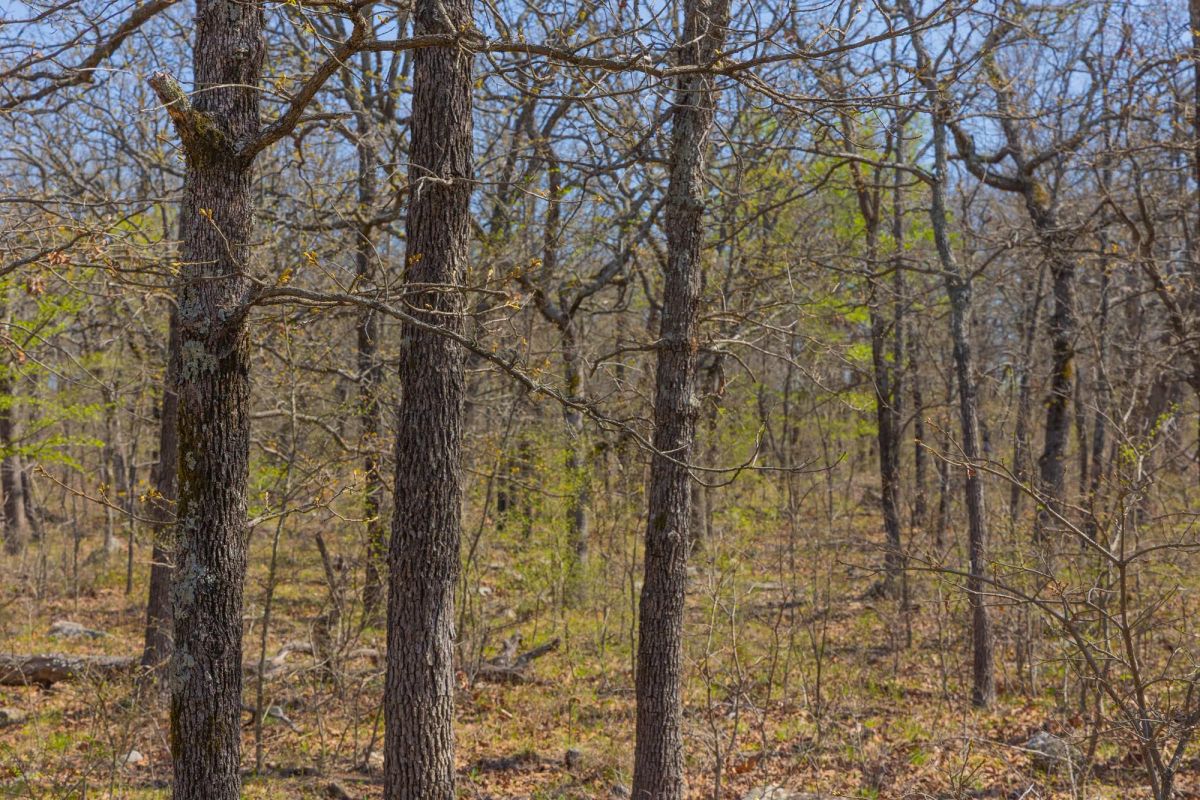Decorative background for JLH Estates Tract 15 image 8