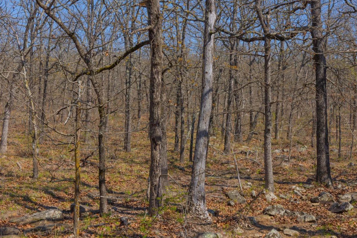 Decorative background for JLH Estates Tract 15 image 11
