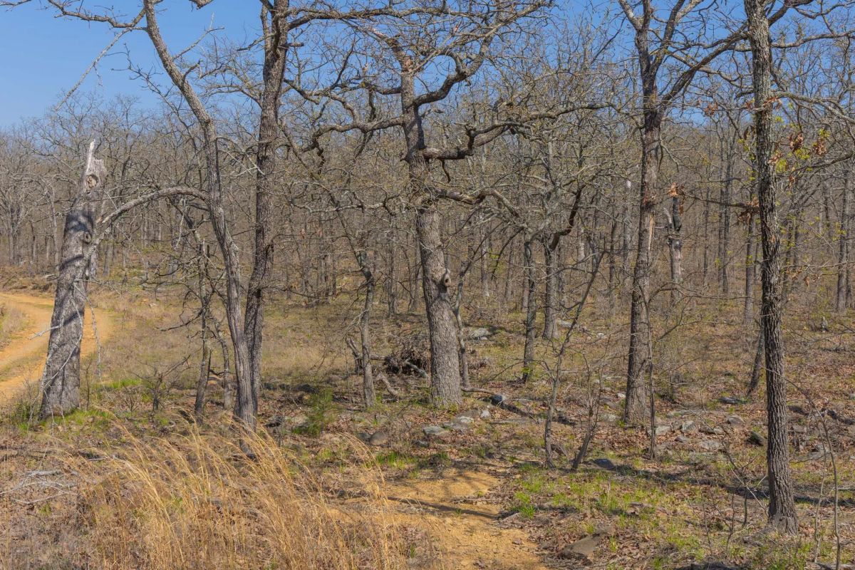 Decorative background for JLH Estates Tract 15 image 12