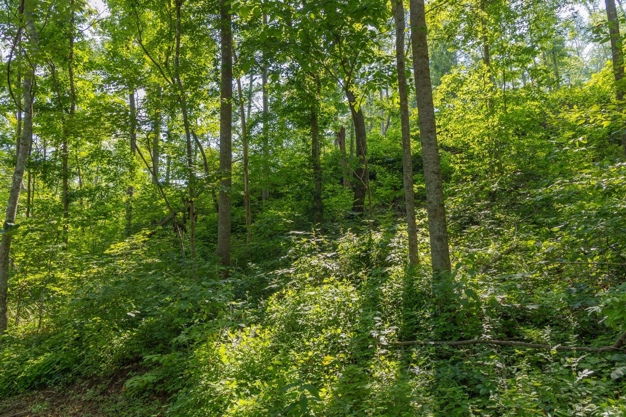 Creek Hollow Phase II Tract 80 in Rockcastle County, KY