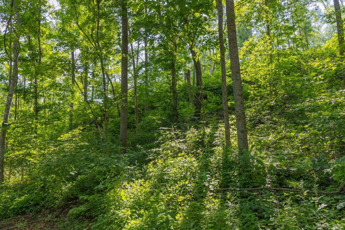 Creek Hollow Phase II Tract 80 - Main image