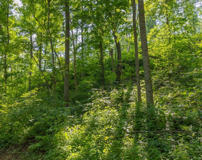 Creek Hollow Phase II Tract 80 in Rockcastle County, KY