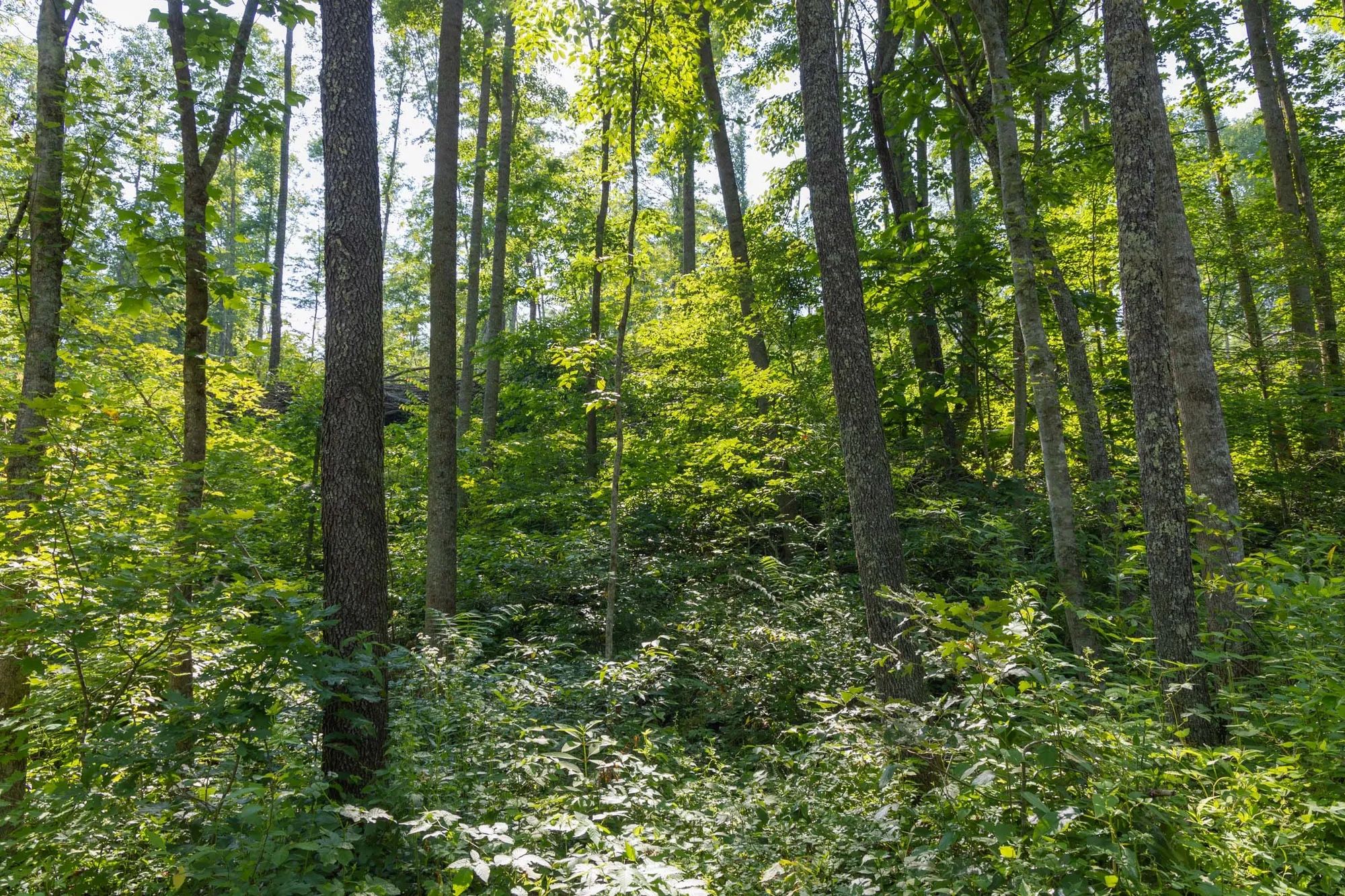 Creek Hollow Phase II Tract 80 in Rockcastle County, KY