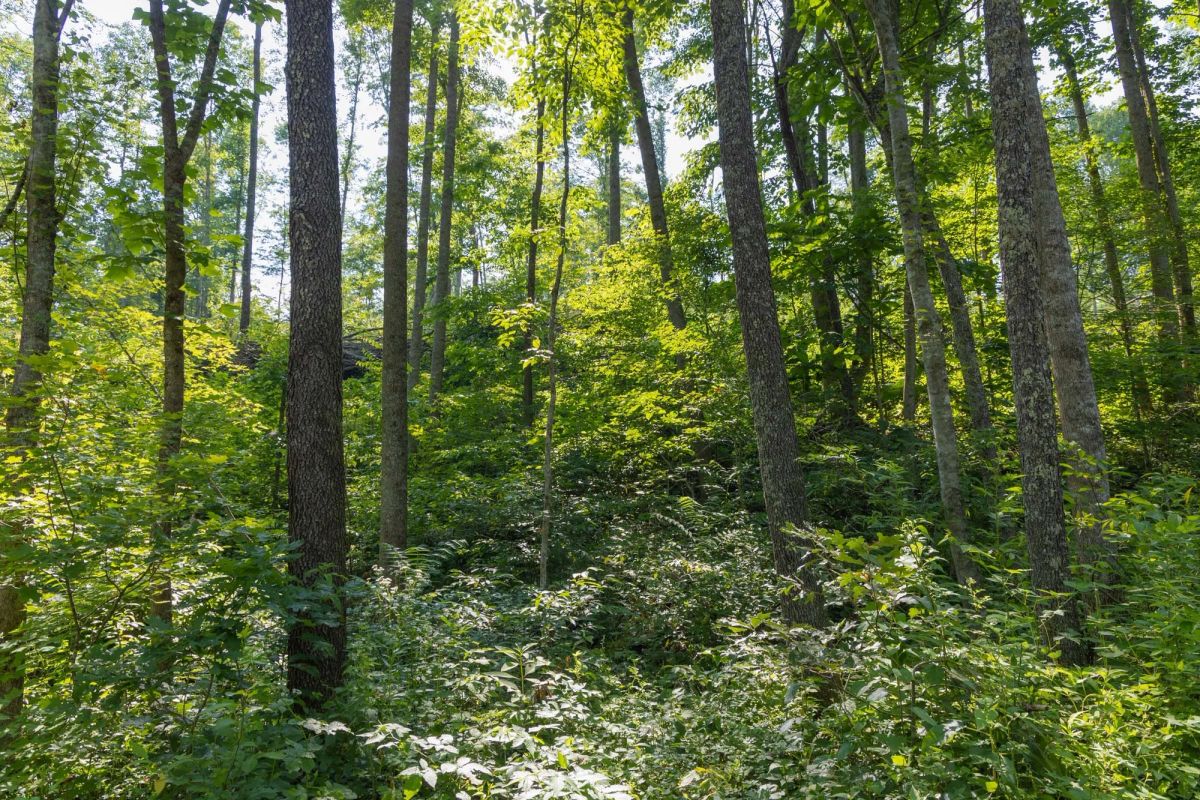 Creek Hollow Phase II Tract 80 - Image 4