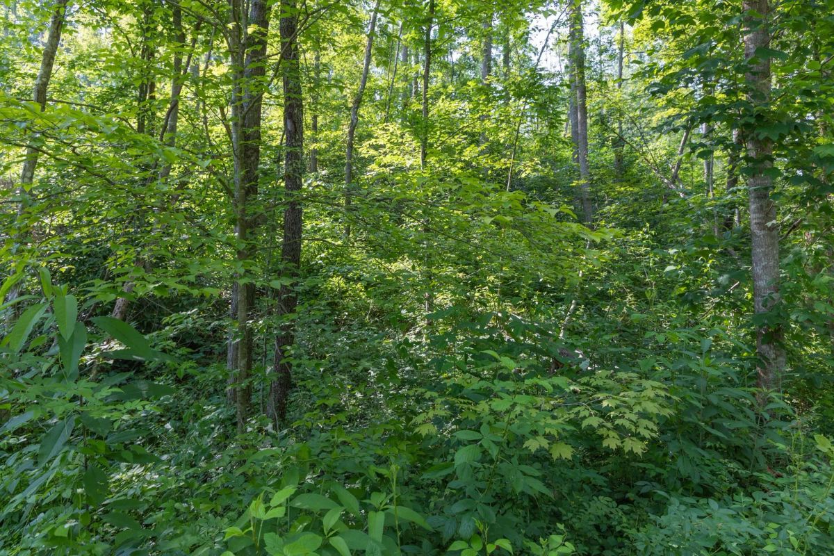 Decorative background for Creek Hollow Phase II Tract 80 image 5