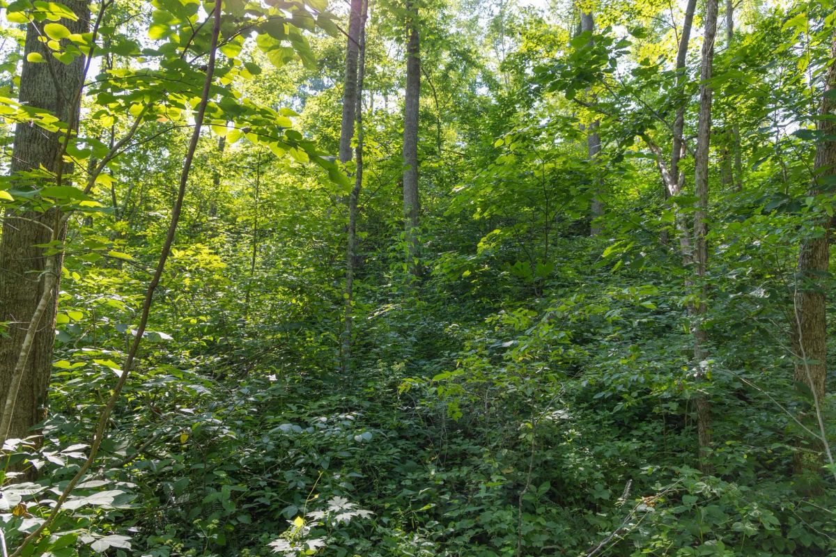 Decorative background for Creek Hollow Phase II Tract 80 image 6