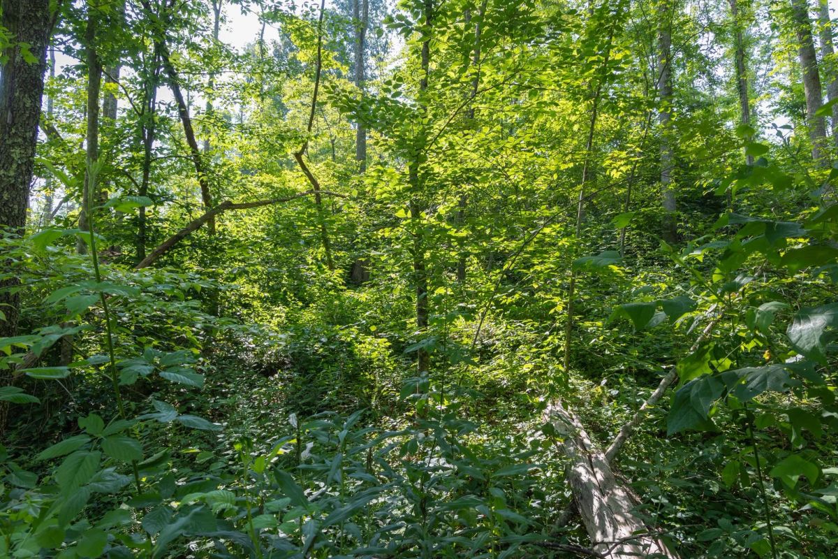 Decorative background for Creek Hollow Phase II Tract 80 image 7