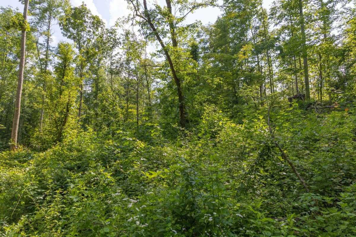Decorative background for Creek Hollow Phase II Tract 80 image 8
