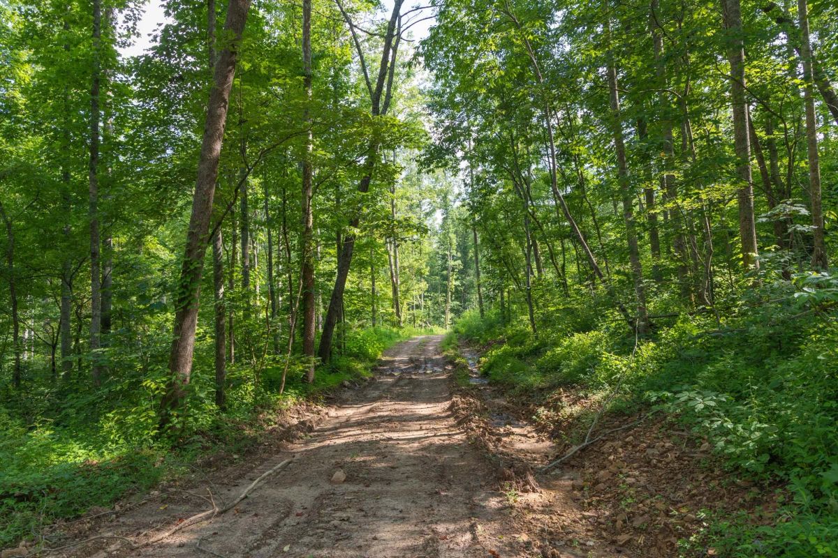 Decorative background for Creek Hollow Phase II Tract 80 image 10