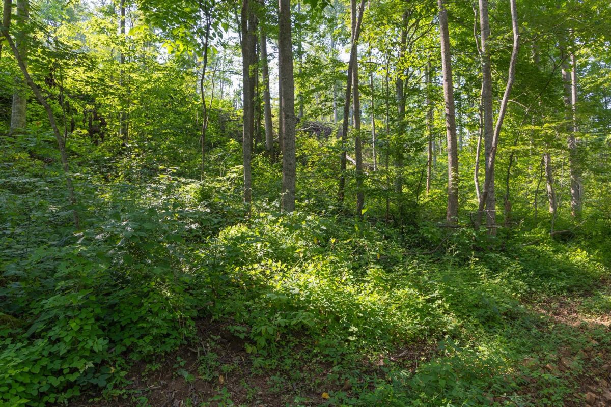 Decorative background for Creek Hollow Phase II Tract 80 image 12