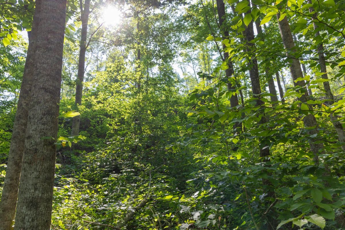 Decorative background for Creek Hollow Phase II Tract 80 image 13