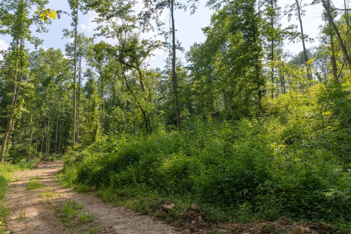 Decorative background for Creek Hollow Phase II Tract 80 image 14