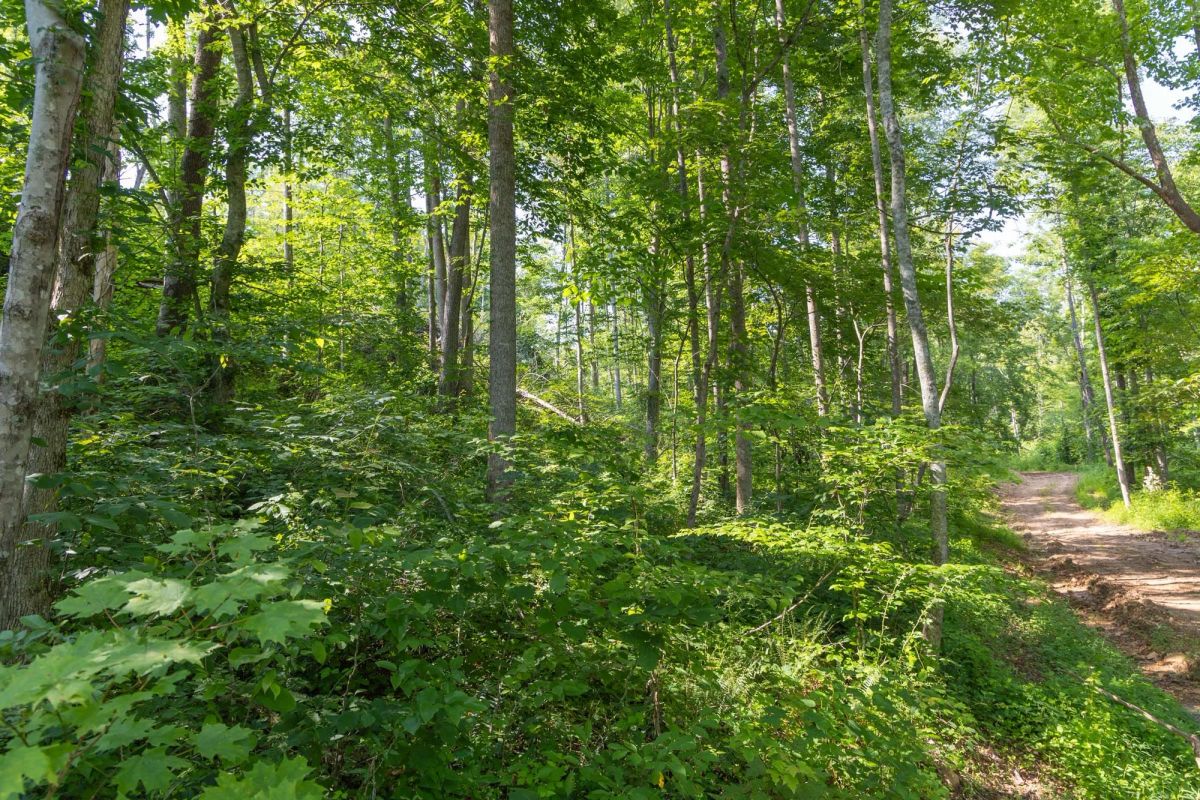 Decorative background for Creek Hollow Phase II Tract 80 image 15